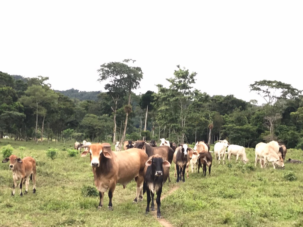 Livestock in a Guatemalan field.
