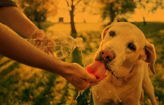 Safety Corner Dog Drinking Water To Stay Cool Header Image
