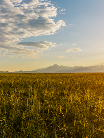 Irrigation 101 Header Image - Photo of a field with mountains in the background