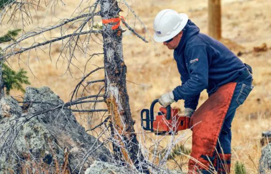 Utility worker wearing a hard hat uses a chainsaw to cut a small tree in a dry, grassy area as part of vegetation management.